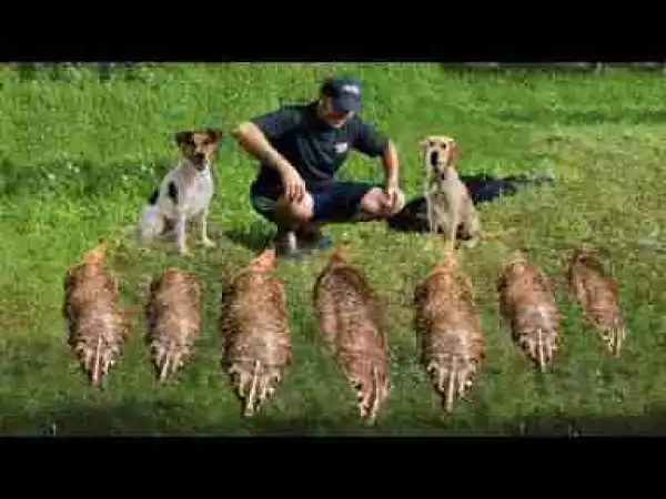 Video: Hunting Wild Animals with Dogs Compilation